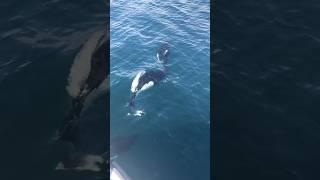 Dall’s Porpoises PLAYING in front of Boat | Seward, Alaska | #wildlife #marinemammals #animals