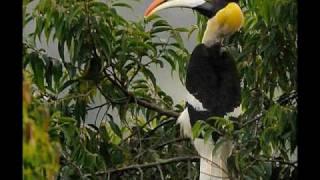 Call of the Great Hornbill