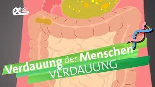 Verdauungsvorgänge | alpha Lernen erklärt Biologie