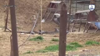 طريقة الصيد التقليديه للحمام الزاجل/Traditional hunting method for pigeons