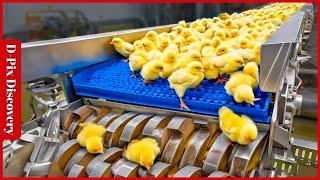 Chicken Egg Incubation Technology - Broiler Raising Method & Process | Processing Factory