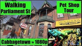 Walking Toronto - Pet Shop Tour & Parliament St in Cabbagetown (With Commentary)