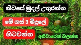 නිවසට සල්ලි හා දියුණුව ගෙනදෙන බලගතු ශාක වර්ග 3ක් / waasthu widyawa / ගුප්ත රහස් / wishma jalaya