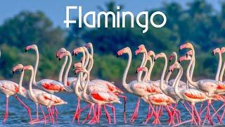 Birds of the World | 25 | Flamingo | Flamingos |  American Flamingo | Greater Flamingo | Birds