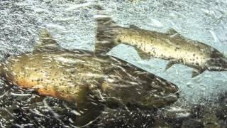 Building an International Trout Conservation Community