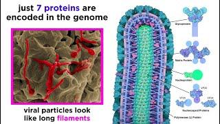 Ebola Virus (EVD)