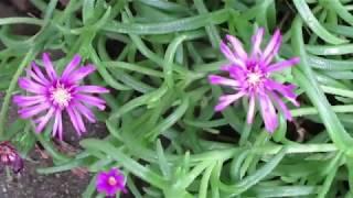 How To Grow A Ice Plant