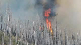 How to Fall a Big Cedar Tree
