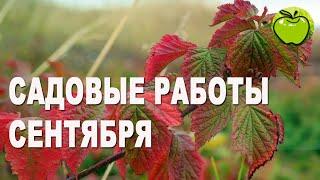 Важные дела в саду в сентябре. Началась подготовка сада к зиме