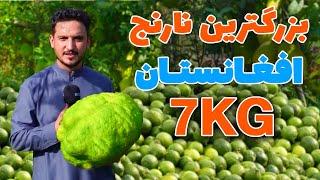 گزارش ویژه از بزرگترین باغ نارنج های غول پیکر در ولسوالی کامه ننگرهار