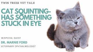 My  Cat Got Something In His Eye- Squinting│ Twin Trees Vet Talk (FREE VET ADVICE PODCAST)