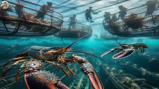 5000 LOBSTER FARMS IN VIETNAM! How Farmers Raise and Harvest Lobsters Under Sea