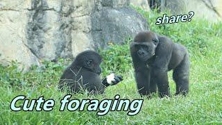 Gorilla D'jeeco family's foraging time / 大猩猩迪亞哥家族的覓食時間