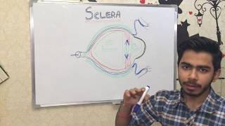 OPHTHALMOLOGY - ANATOMY & STRUCTURE OF SCLERA