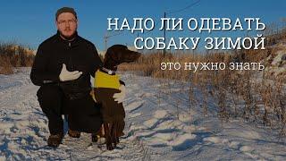 Надо ли одевать собаку зимой. Переохлаждение и болезни. Это должен знать начинающий владелец собаки