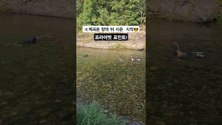 이 계곡은 장마 끝나고 가세요! 고정댓글참고 #계곡 #물놀이 #스노클링 #물고기 #족대 #반도