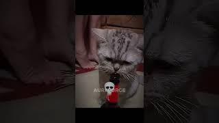 Last Cat Was Getting Handy | Cats Can't Help Humans