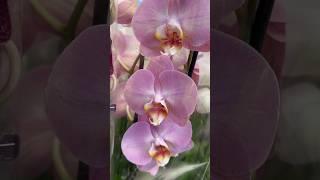 WOWСВІЖА поставка ОРХІДЕЙ в Епіцентрі на Петра Григоренка,40 #kyiv #orchid #орхідеї #shorts