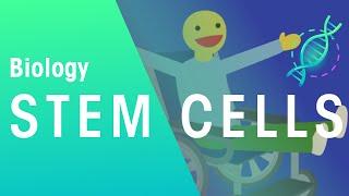 What Are Stem Cells | Genetics | Biology | FuseSchool