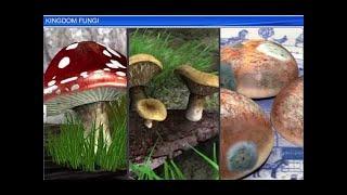 CBSE Class 11 Biology || Kingdom Fungi || By Shiksha House