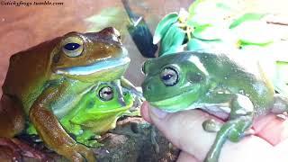 Crickets are Delicious, but Faces, Fingers and Feeties are Very Tasty too!