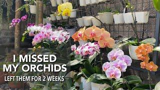 ORCHID GARDEN UPDATE | Phalaenopsis & Other Orchids In Bloom | Mimi Palmer & New Orchids Update