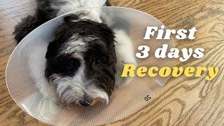 Puppy Neutered | First 3 Days Recovery