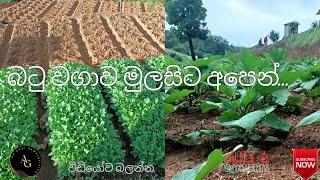 බටු වගාව හරියට කරන්නේ මෙහෙමයි.This is how to properly cultivate eggplant.batu wagawa