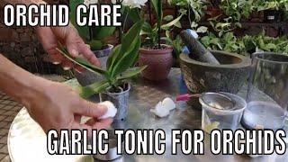 How to Save your orchids with a Garlic Tonic .