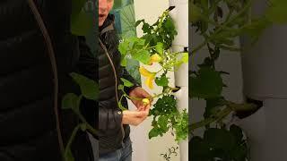 Christmas Countdown: Touring Our Tower Garden with Rare Turks Turban Squash 