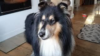 Rough Collie bullies me out of my chair