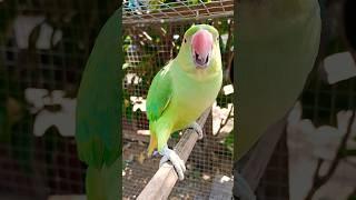 Female parrot angry sound 