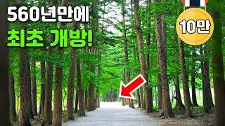  서울에서 1시간! 걷기 쉽고, 피톤치드 가득한 국보급 숲길 트레킹 여행, 정말 힐링 되네요! | 대중교통 당일치기 여행