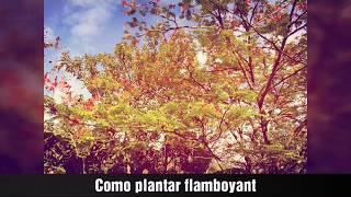 Como germinar e plantar a semente do Flamboyant