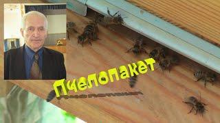 Профессор Кашковский: Как правильно развивать пчелопакет?
