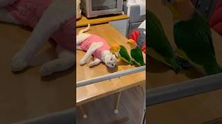 앵무새와 고양이 같이 키우면 절대 안 돼요!￼