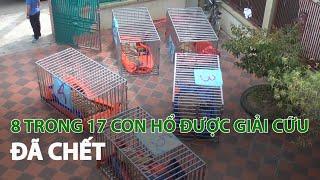 8 trong 17 con Hổ được giải cứu đã chết| VTC14