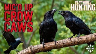 CROW CAW CALL (PLAY WHILE HUNTING)