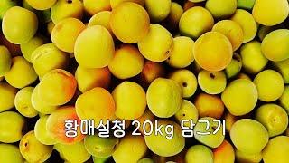 올해는 유기농황매실청 20kg을 담았습니다 | 황매실 20kg에 설탕 14kg | It contains 20kg of organic yellow plum extract
