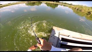 Carp fishing (Grass Carp)