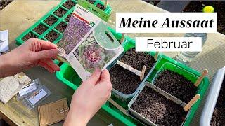 Meine Aussaat im Februar - Gemüse & Blumen - Tipps zu Saatgut & Aussaat