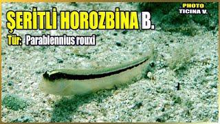 Şeritli Horozbina Balığı | Parablennius rouxi | Akdeniz Balıkları