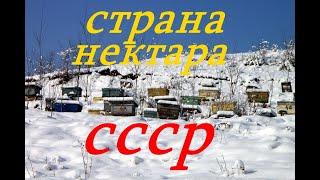 В зеленой стране нектара СССР