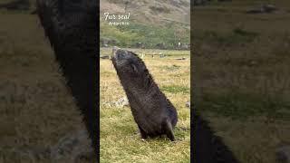 Little Fur seal  #antarctica #travel #furseal #seal #puppy #penguins