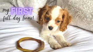 NEW PUPPY FIRST FULL DAY HOME! | Cavapoo Puppy All the Details & Tips!