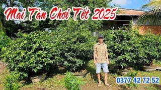 MAI TÀN CHƠI TẾT 2025 ngày 15/11/2024 (#0377427252 Vinh) -  @bonsai Can Tho