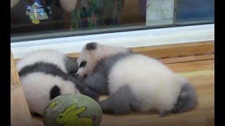 Grey panda makes debut at research base| CCTV English
