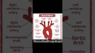 Arch of aorta🩸supply #shorts #youtubeshorts #ytshorts #anatomy #science #doctor #neet #heart #study