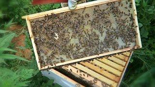 My Terrible Beekeeping Mistake