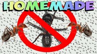 How to Get Rid of Ants FOREVER (Natural)